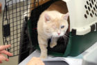 Arrow, the cat that had been shot with BBs, gets adopted