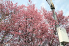 Cherry Blossoms in Clarendon