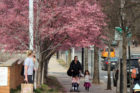 Cherry Blossoms in Clarendon