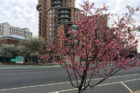 Cherry Blossoms in Pentagon City