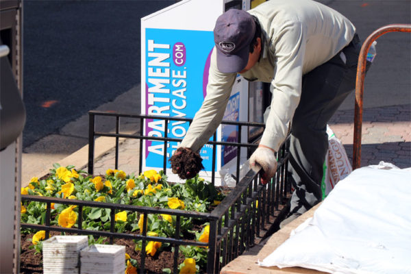 Man planting flowers on a sidewalk in Rosslyn