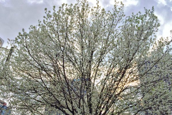 Flowering tree in Rosslyn