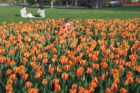 Tulips at the Netherlands Carillon