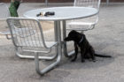 A dog gets some shade at James Hunter Park in Clarendon