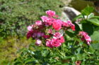Roses in Murnane's garden.