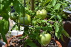 Tomatoes grow on Murnane's patio.