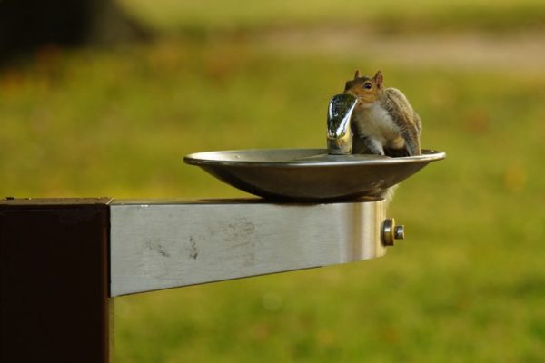 Squirrel in a water fountain (Flickr pool photo by Wolfkann)