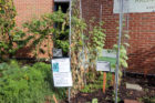 Plants at Arlington Central Library's volunteer garden