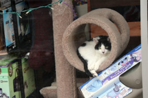 A cat rests in a display at PetMac in Virginia Square, which is closing this year