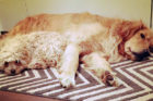 Charlie and Ginger