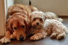 Charlie and Ginger
