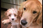 Charlie and Ginger