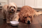 Charlie and Ginger