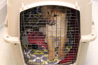A dog at the Animal Welfare League of Alexandria rescued from a Korean meat farm