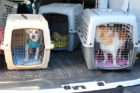 Billy and Abi, ready to be taken to Arlington