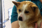 Corgi mix Abi, rescued from a Korean meat farm, and up for adoption in Arlington