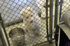 Snowball, another dog rescued from Korea, looks on as Abi is taken out of her cage