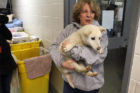 A worker from the Washington Animal Rescue League with a dog rescued from a Korean meat farm