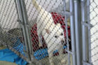 A puppy rescued from a Korean meat farm at the Animal Welfare League of Alexandria