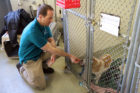 AWLA Director of Behavior and Adoptions Kevin Simpson gives a treat to Corgi mix Abi