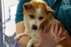 Corgi mix Abi, rescued from a Korean meat farm, and up for adoption in Arlington