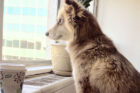 Noor3