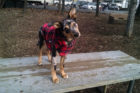 Dewey