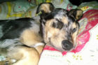 Dewey