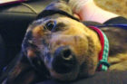 Dewey