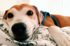 Mister Waffles