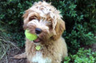 Rudy
