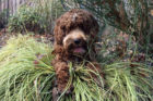 Rudy