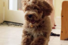 Rudy