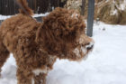Rudy