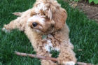Rudy
