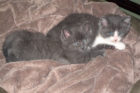 Bo and Lane