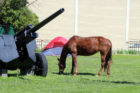Angel, a horse that has ridden 1,500 miles from Texas to Arlington