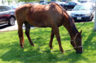Angel, a horse that has ridden 1,500 miles from Texas to Arlington