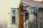 An owl tree carving in Maywood, on 21st Avenue N.