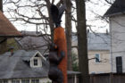 A bear, hawk and fox carving on 14th Street N. in Virginia Square