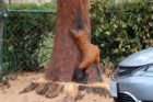 A bear, hawk and fox carving on 14th Street N. in Virginia Square