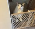 Ahri's cat brother, Abner