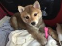 BabyAhri-825px