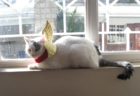 Joey with wings