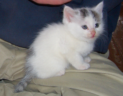 Joey as a kitten