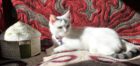 Joey, pet of the week