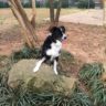 Rufus - Rock-825px