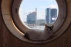 Joye in window