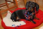 02-sammy_1yr