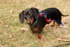 04-sammy_1yr